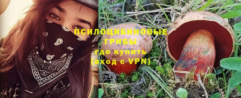 MEGA зеркало  Тогучин  Псилоцибиновые грибы Psilocybe 